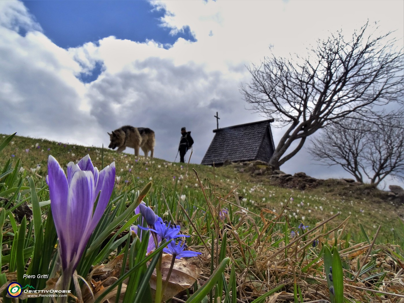 48 Crocus vernus (Crocus) e Scilla bifolia (Scilla silvestre) ai prati della Pigolotta di Valtorta .JPG